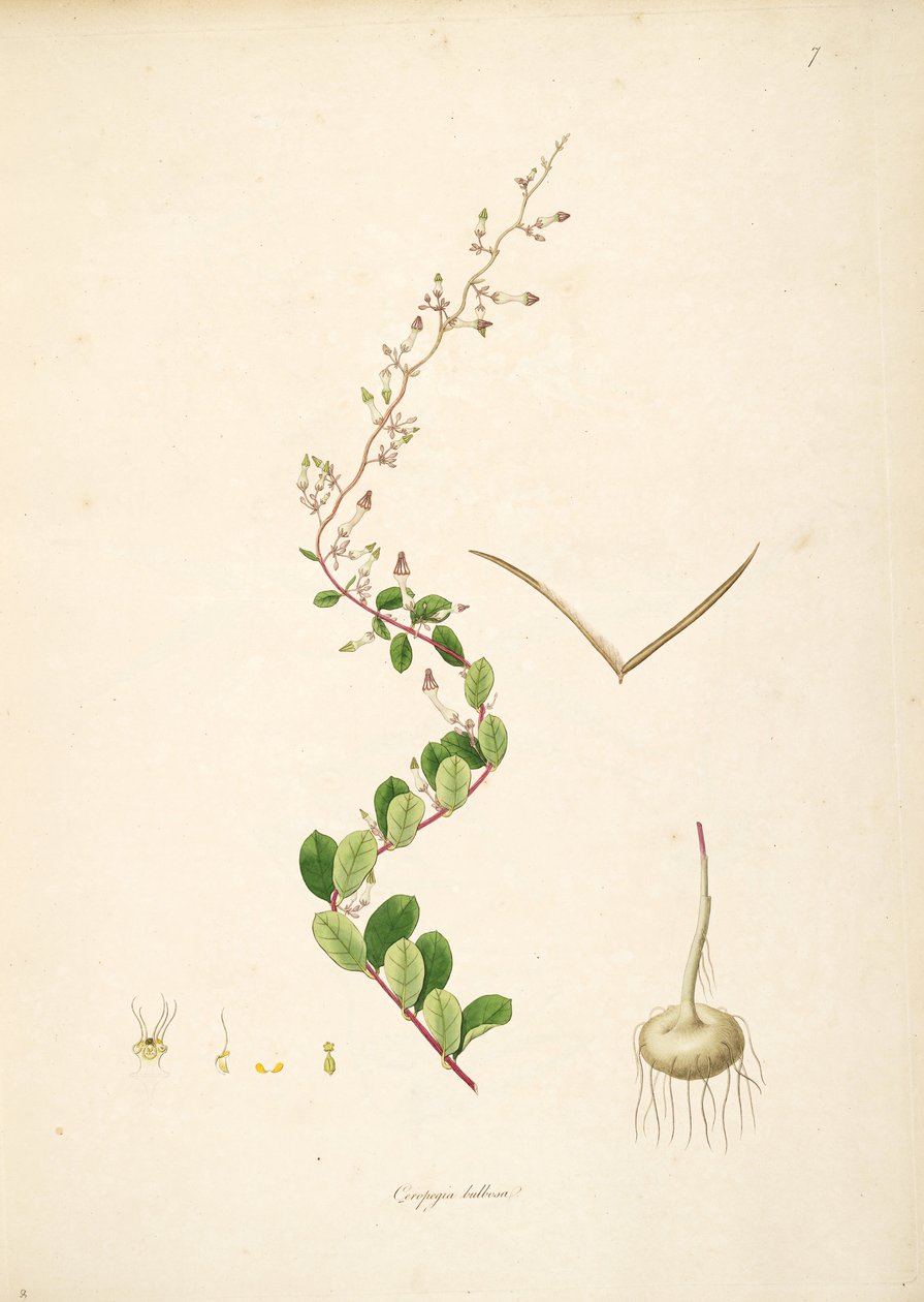 Ilustración de Ceropegia bulbosa, Apocynaceae, Asclepiadoideae de anonymus