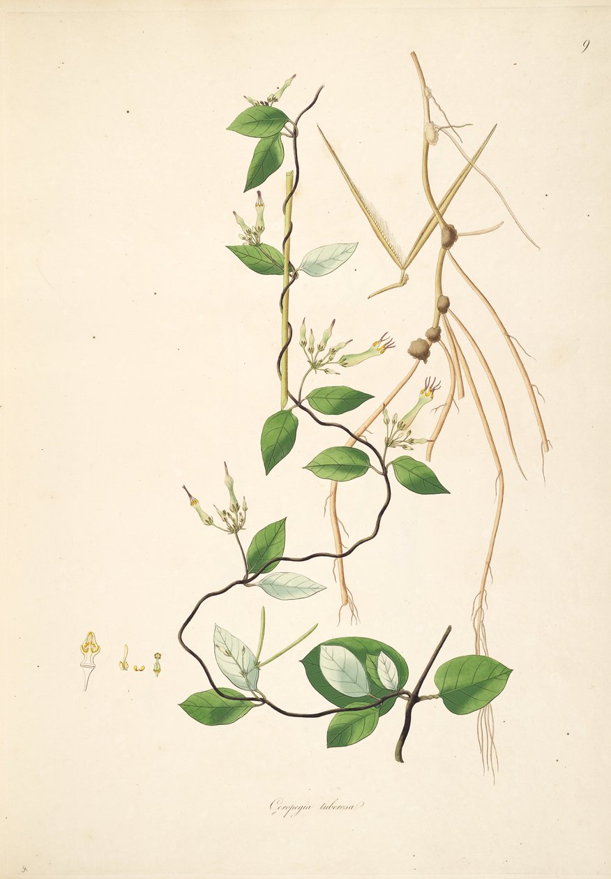 Ilustración de Ceropegia tuberosa (= Ceropegia candelabrum subsp. tuberosa), Apocynaceae, Asclepiadoideae de anonymus