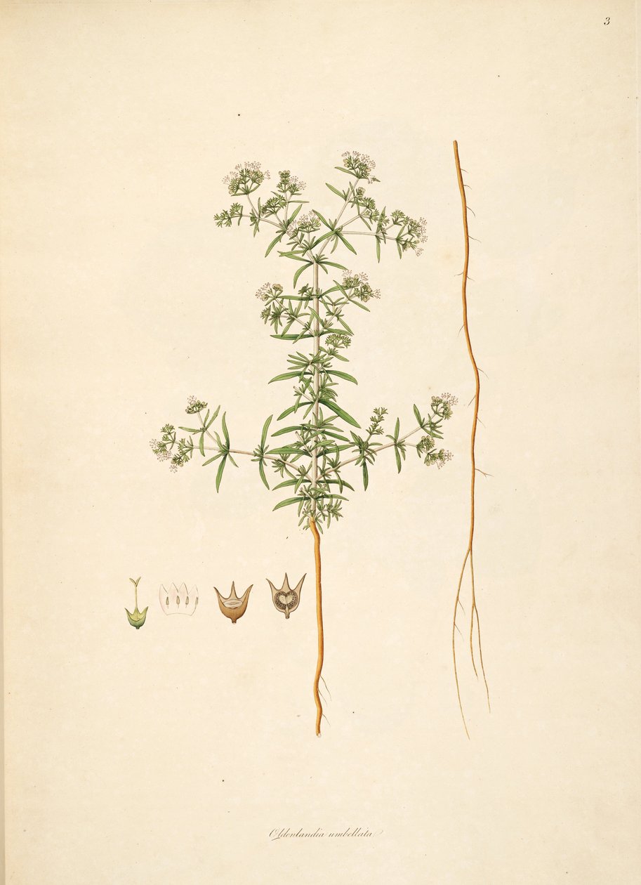 Ilustración de Oldenlandia umbellata, Rubiaceae de anonymus