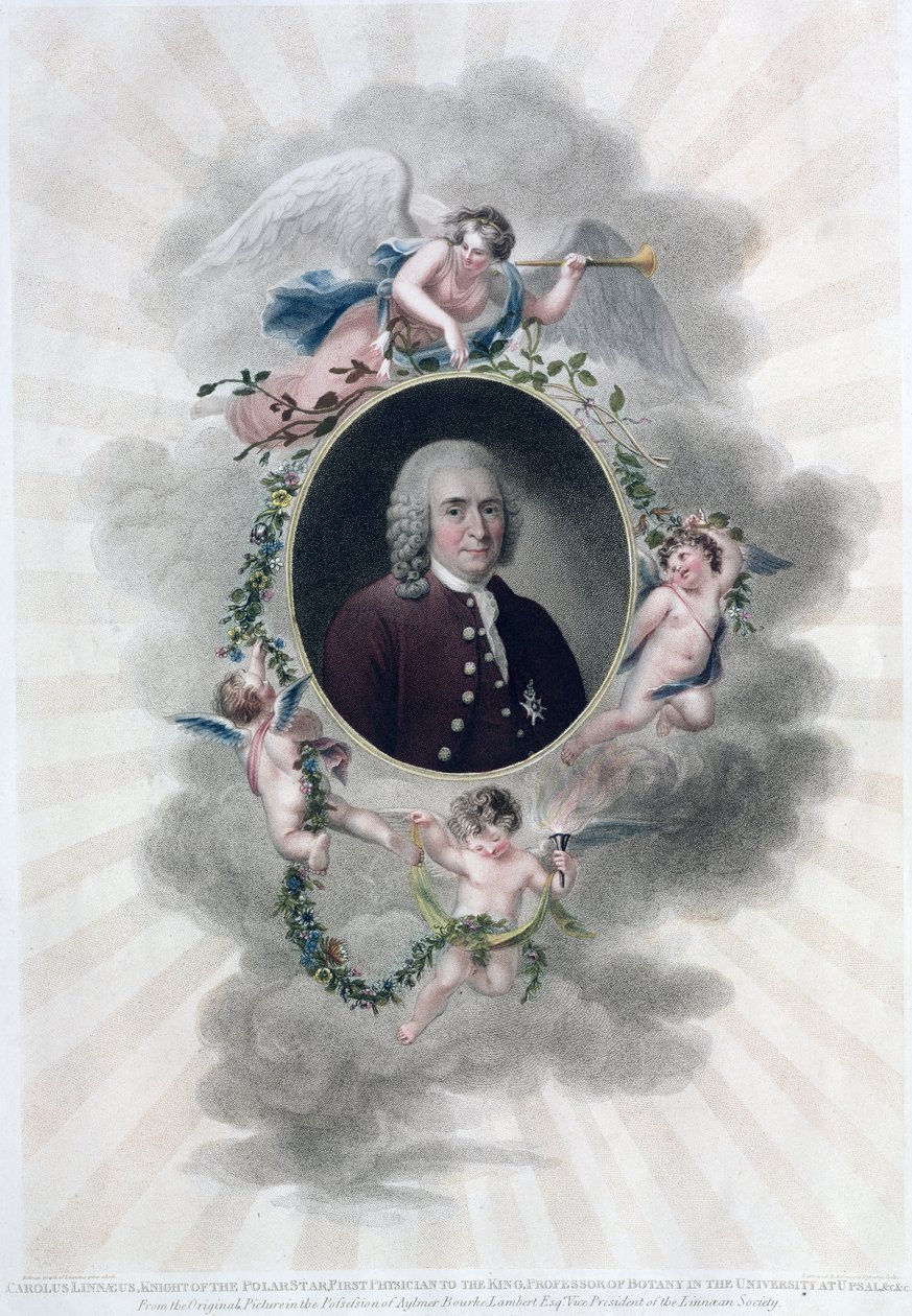 Carolus Linnaeus (1707-78), Caballero de la Estrella Polar, Primer Médico del Rey, Profesor de Botánica en la Universidad de Upsala, grabado por Francesco Bartolozzi (1727-1815), publicado en 1806 de Hollman