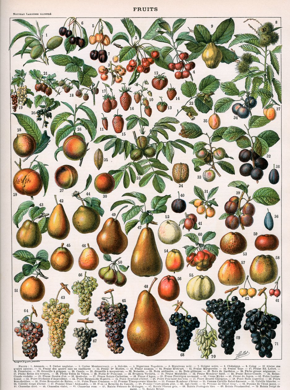 Ilustración de variedades de frutas, c.1905-10 (litografía en color) de (after) Alillot