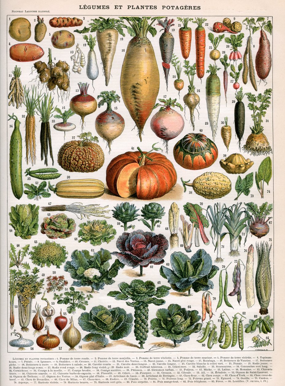 Ilustración de variedades vegetales, c.1905-10 de (after) Alillot