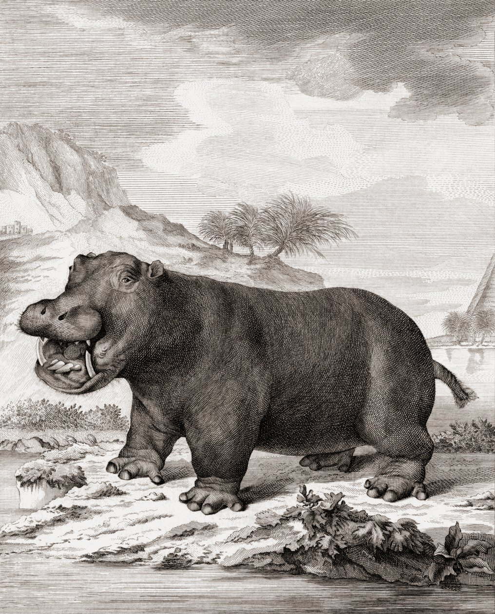 Un hipopótamo (Hippopotamus amphibius) de (after) Dutch School
