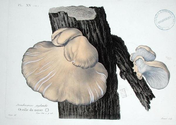 Dendrosarcos juglandis, placa 20 de 