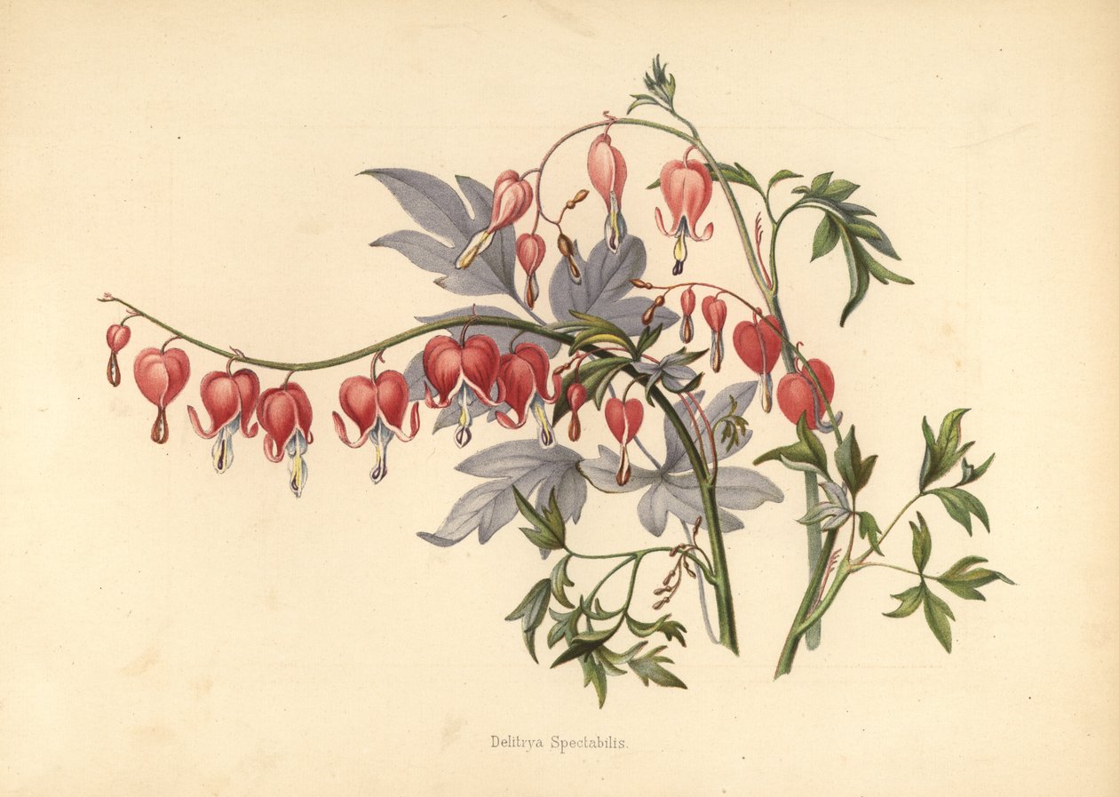 Corazón sangrante asiático, Lamprocapnos spectabilis de Unknown