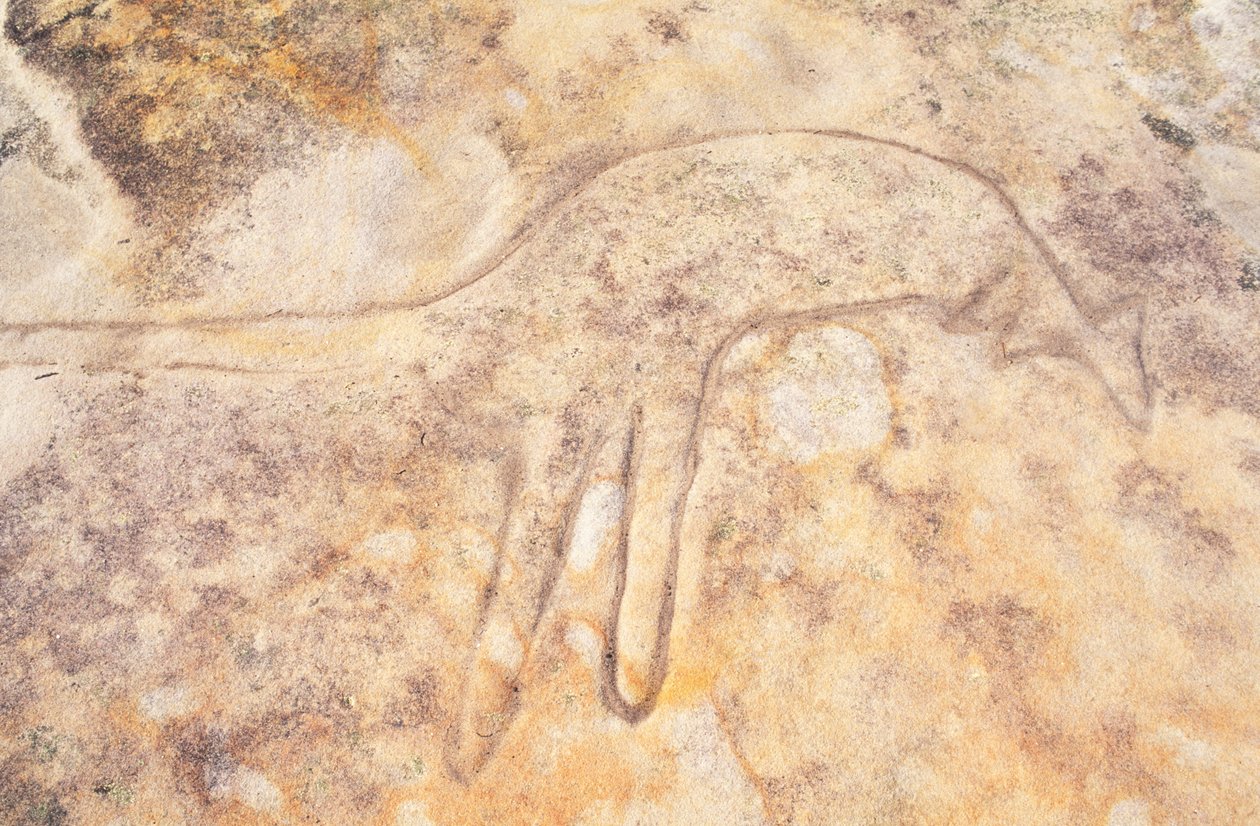 Australia, Sídney, Parque Nacional Real, Jibbon Head, talla rupestre aborigen de canguro de Unknown