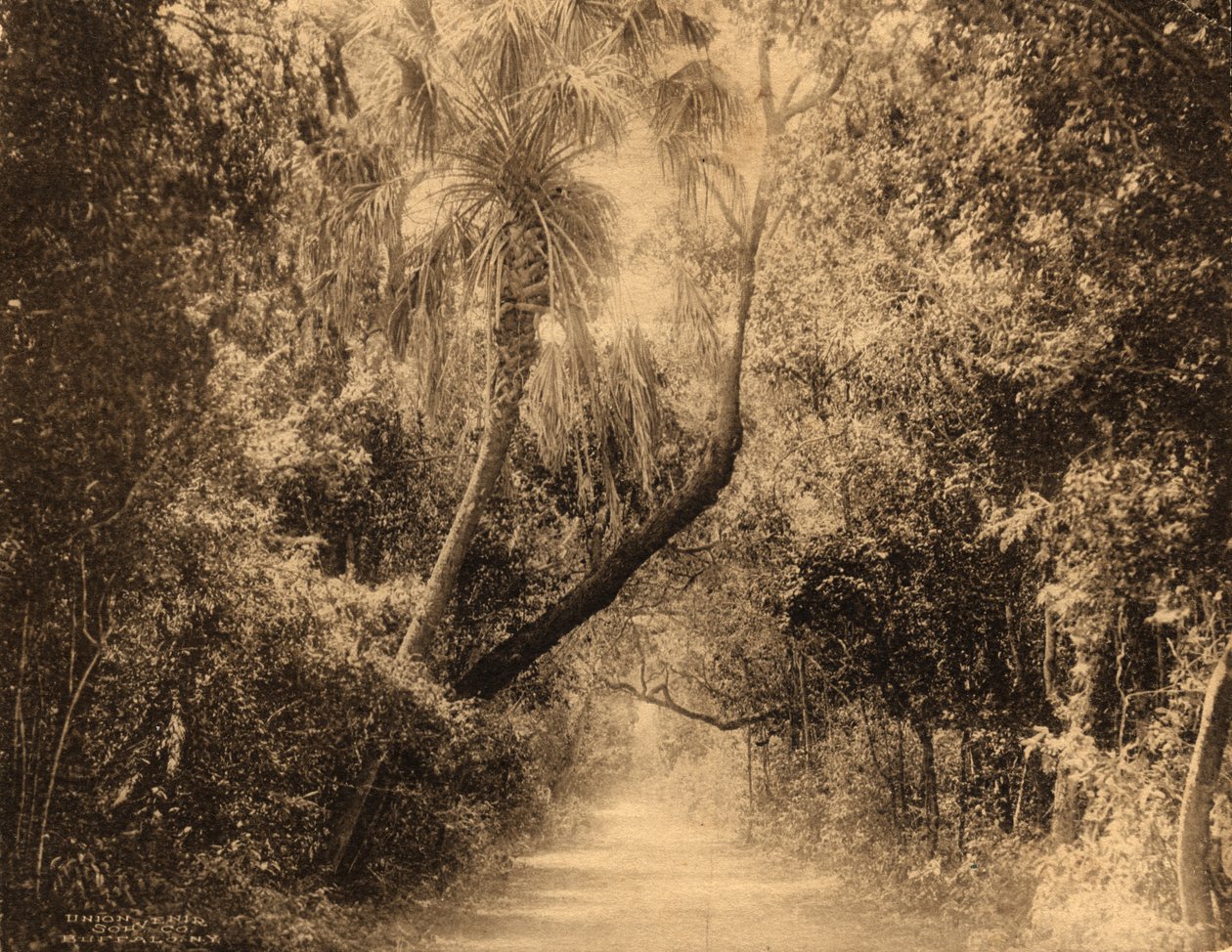 Brickell Hammock, Florida, c.1910 de Unknown