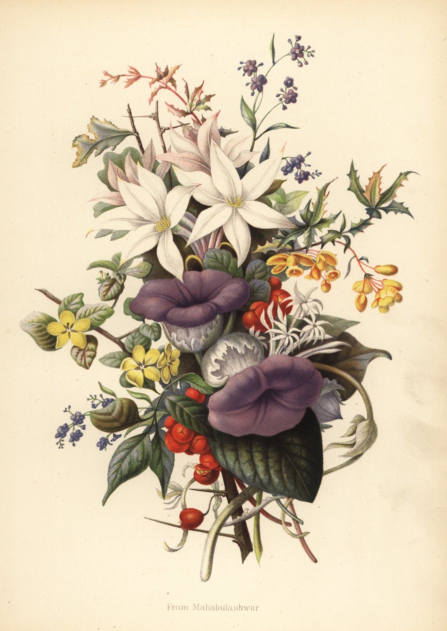 Flores de Mahabaleshwar (Mahabulashwur) de Unknown