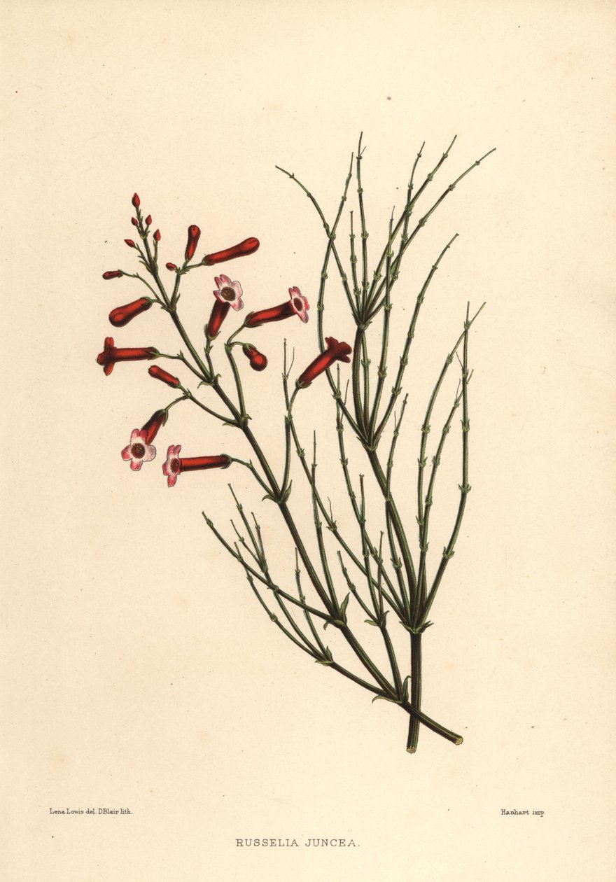 Planta de fuente o planta petardo, Russelia equisetiformis (Russelia juncea) de Unknown