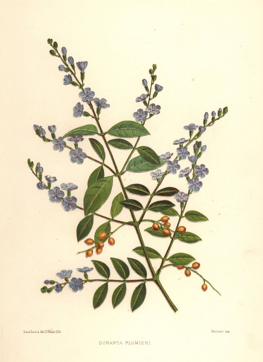 Gota de oro, baya de paloma o flor del cielo, Duranta erecta de Unknown