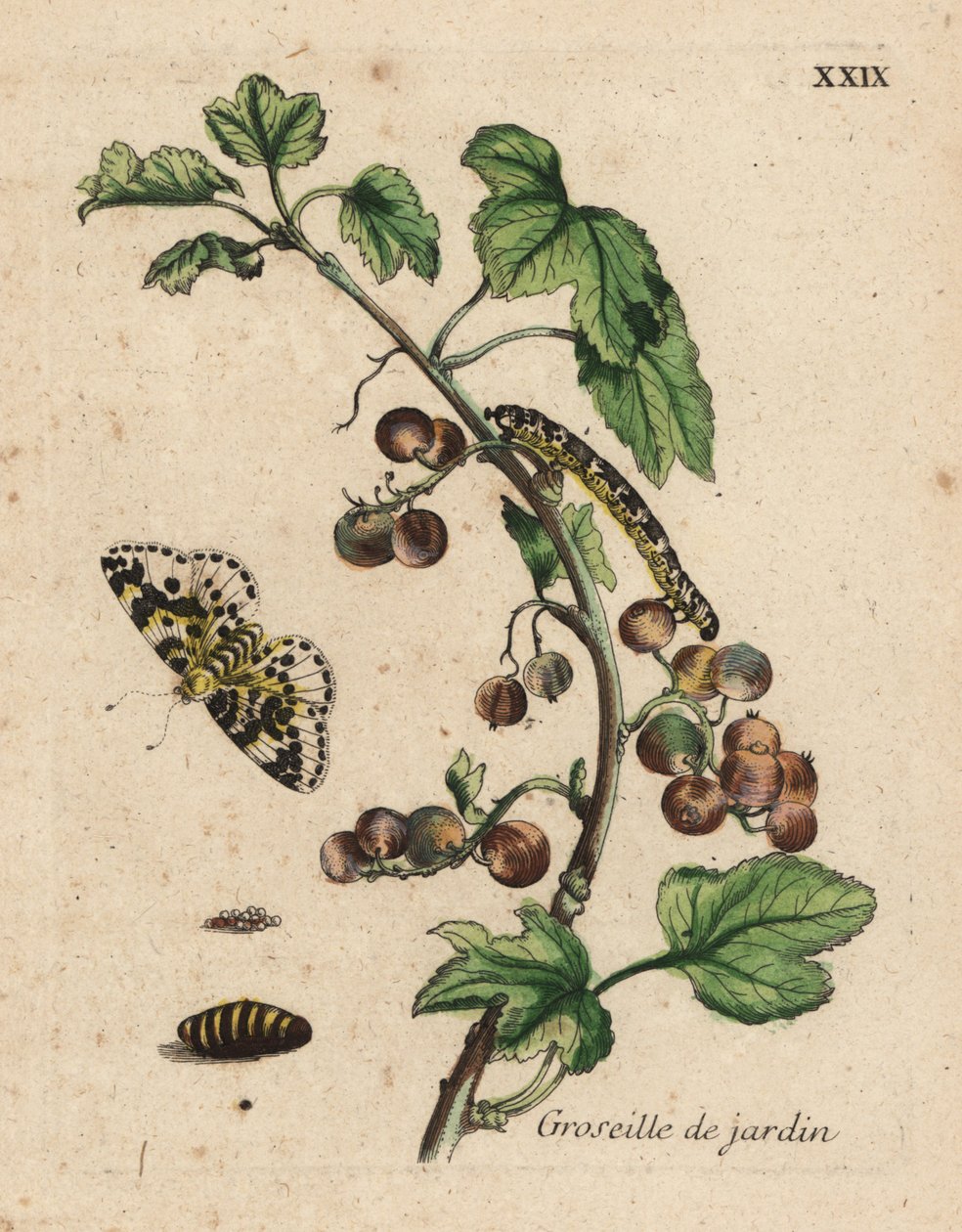 Planta de grosella, grosella de jardín, Ribes uva-crispa con polilla, oruga y pupa, Placa XXIX de Unknown