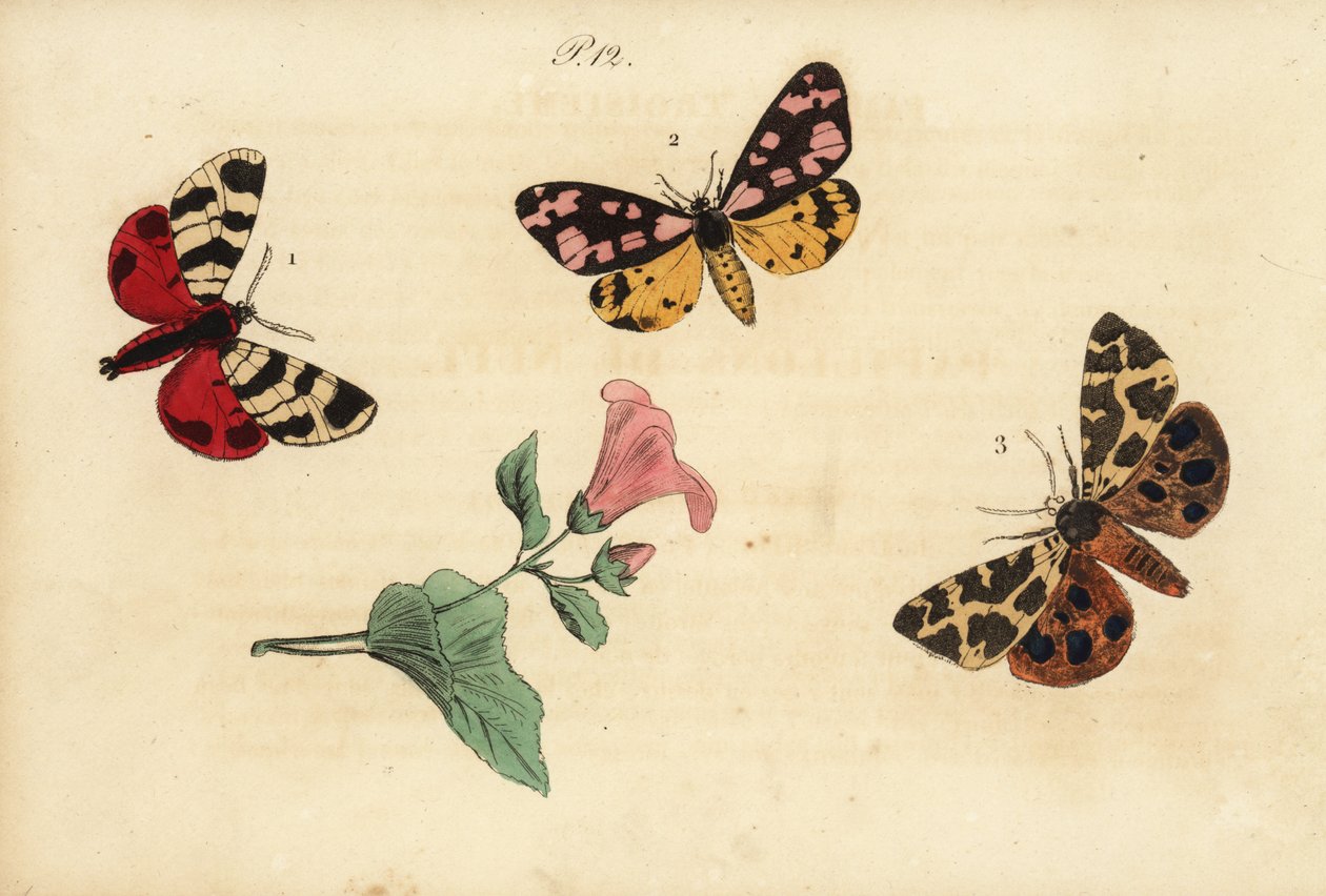 Polilla tigre de Hebe, Arctia festiva 1, tigre de manchas crema, Epicallia villica 2, y polilla tigre de jardín, Arctia caja 3 de Unknown