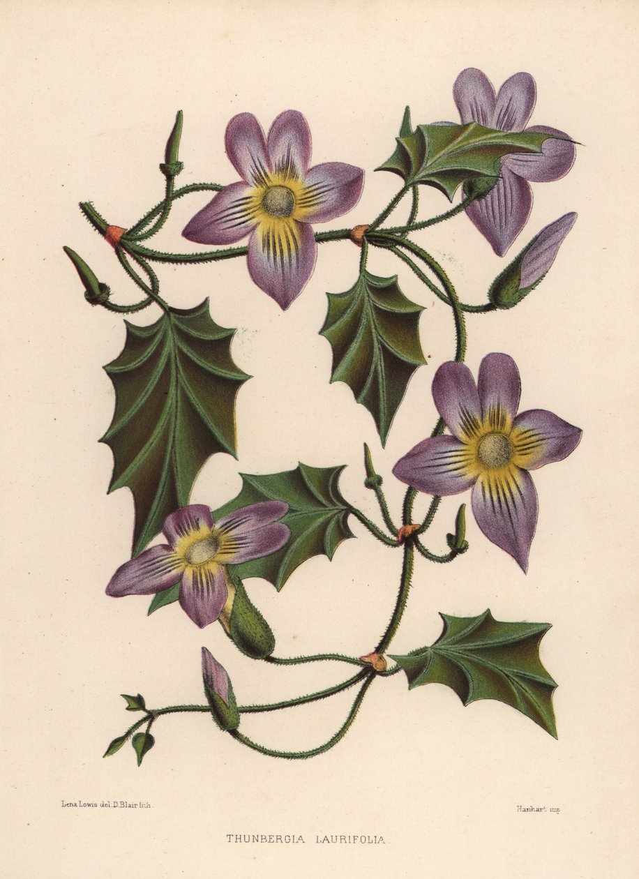 Laurel de reloj o enredadera de trompeta azul, Thunbergia laurifolia de Unknown