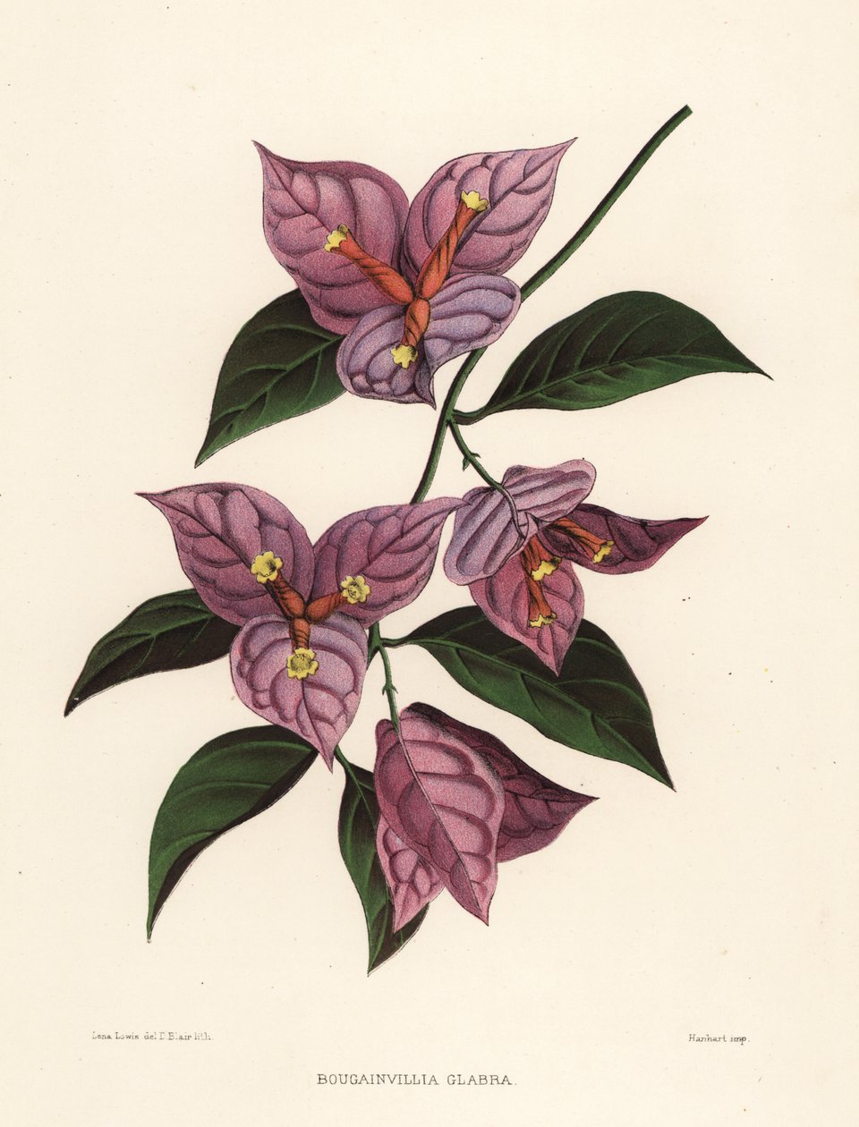 Bugambilia menor o flor de papel, Bougainvillea glabra de Unknown