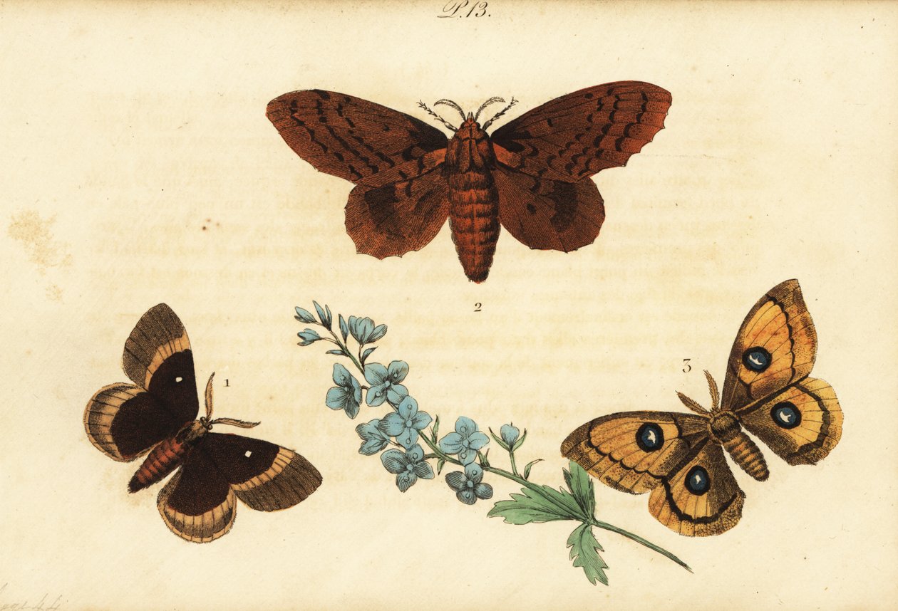 Polilla de roble, Lasiocampa quercus 1, polilla de álamo, Gastropacha populifolia 2, y emperador Tau, Aglia tau 3 de Unknown