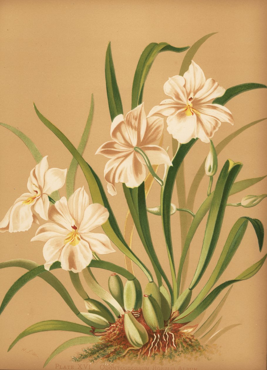 Orquídea pensamiento, Miltoniopsis roezlii (Odontoglossum roezlii album) de Unknown