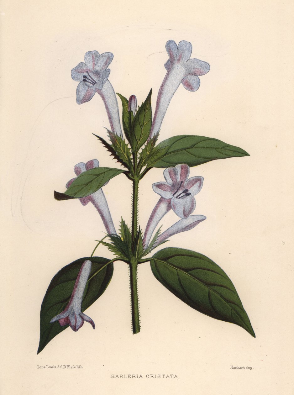 Violeta filipina, barleria de campanilla o violeta filipina crestada, Barleria cristata de Unknown
