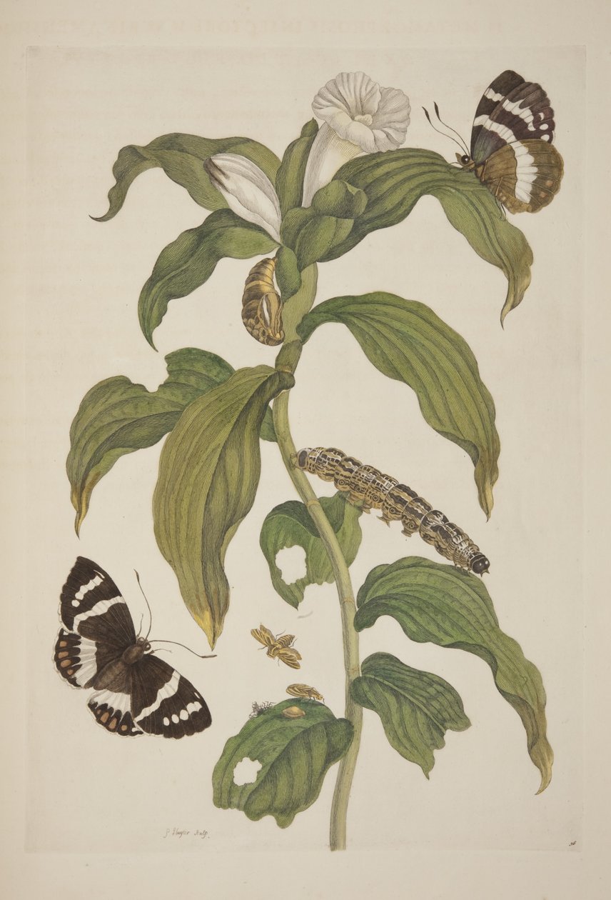 Placa XXVI de Metamorphosis Insectorum Surinamensium por Maria Sibylla Merian, 1705 de Unknown
