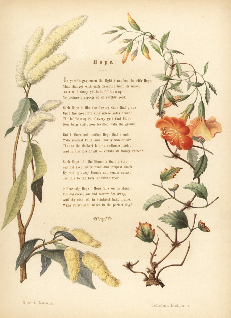 Poema con borde floral de ukshi, Getonia floribunda, y trompeta, Campsis radicans de Unknown