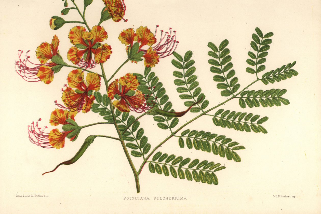 Poinciana, Caesalpinia pulcherrima (Poinciana pulcherrima) de Unknown