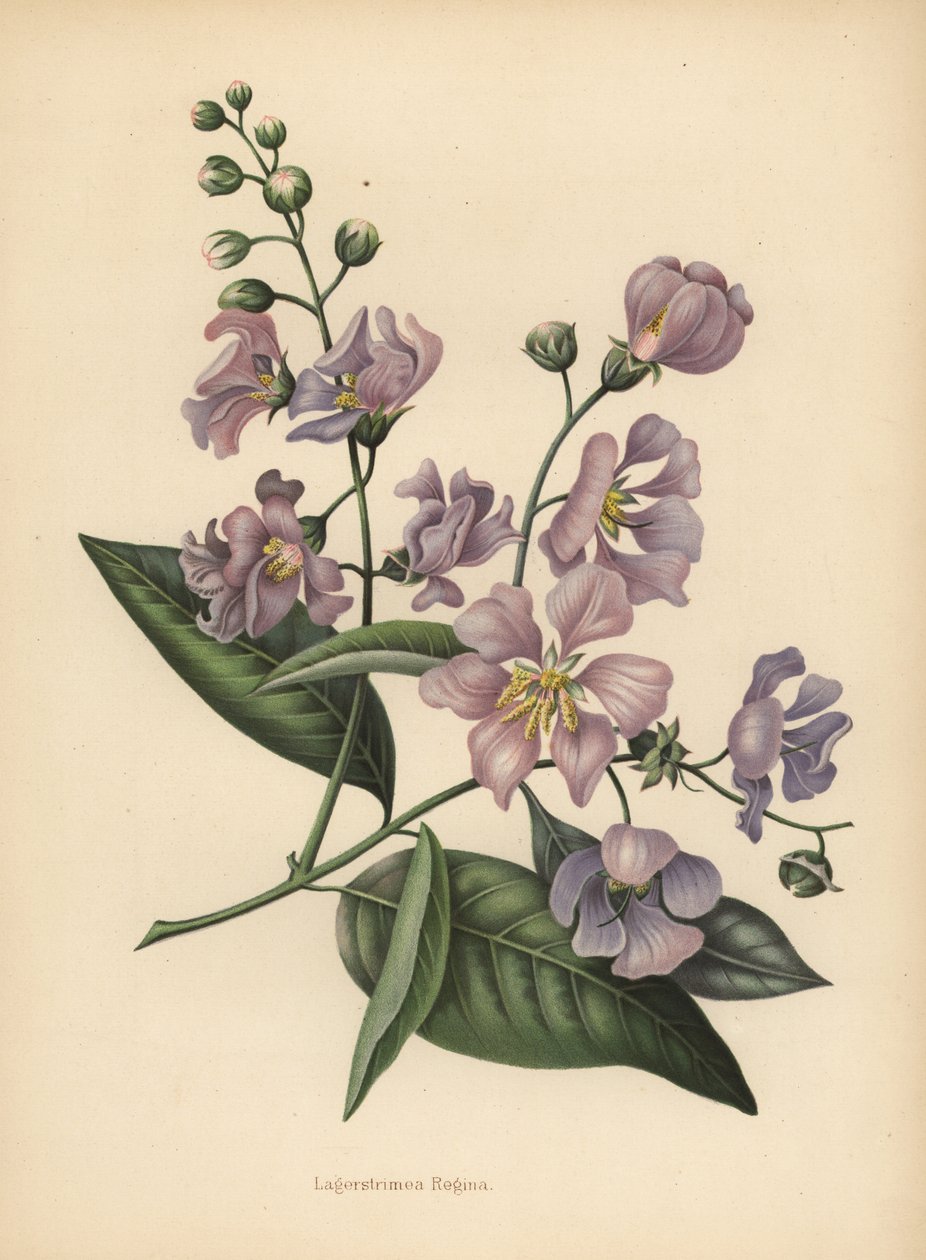 Orgullo de India gigante o mirto de crespón, Lagerstroemia speciosa de Unknown