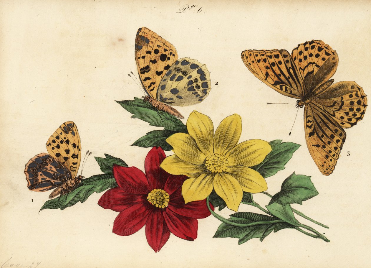 Reina de España fritillary, Issoria lathonia 1, fritillary verde oscuro, Argynnis aglaja 2 y fritillary plateado, Argynnis paphia 3 de Unknown