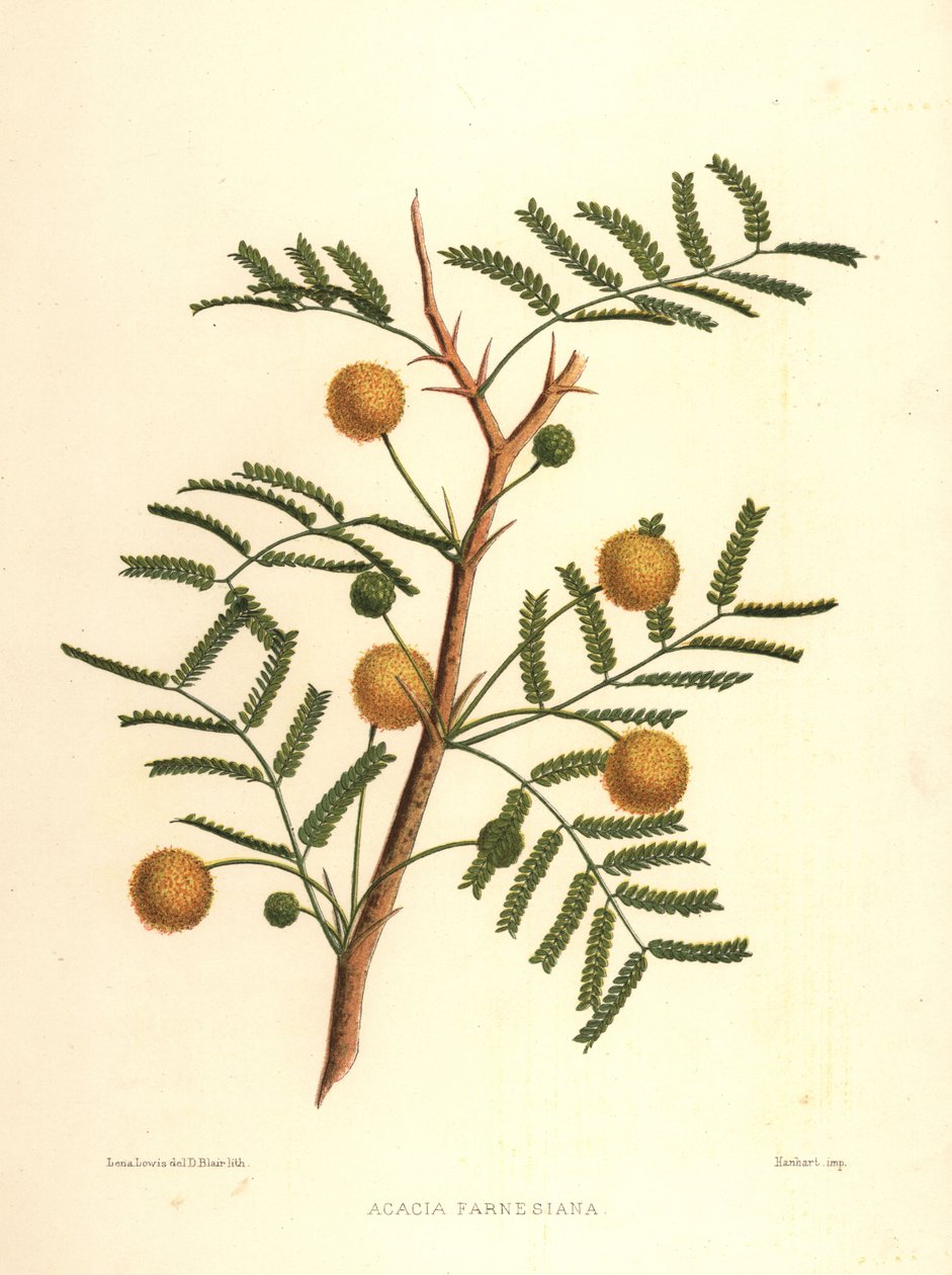 Acacia dulce o arbusto de aguja, Acacia farnesiana de Unknown