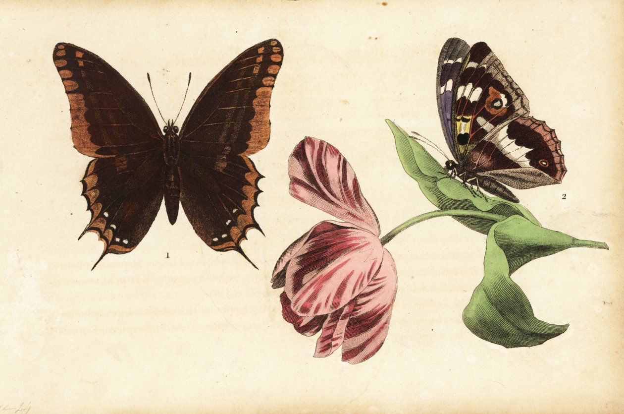 Pasha de dos colas, Charaxes jasius 1 y emperador púrpura, Apatura iris 2, y tulipán de Unknown