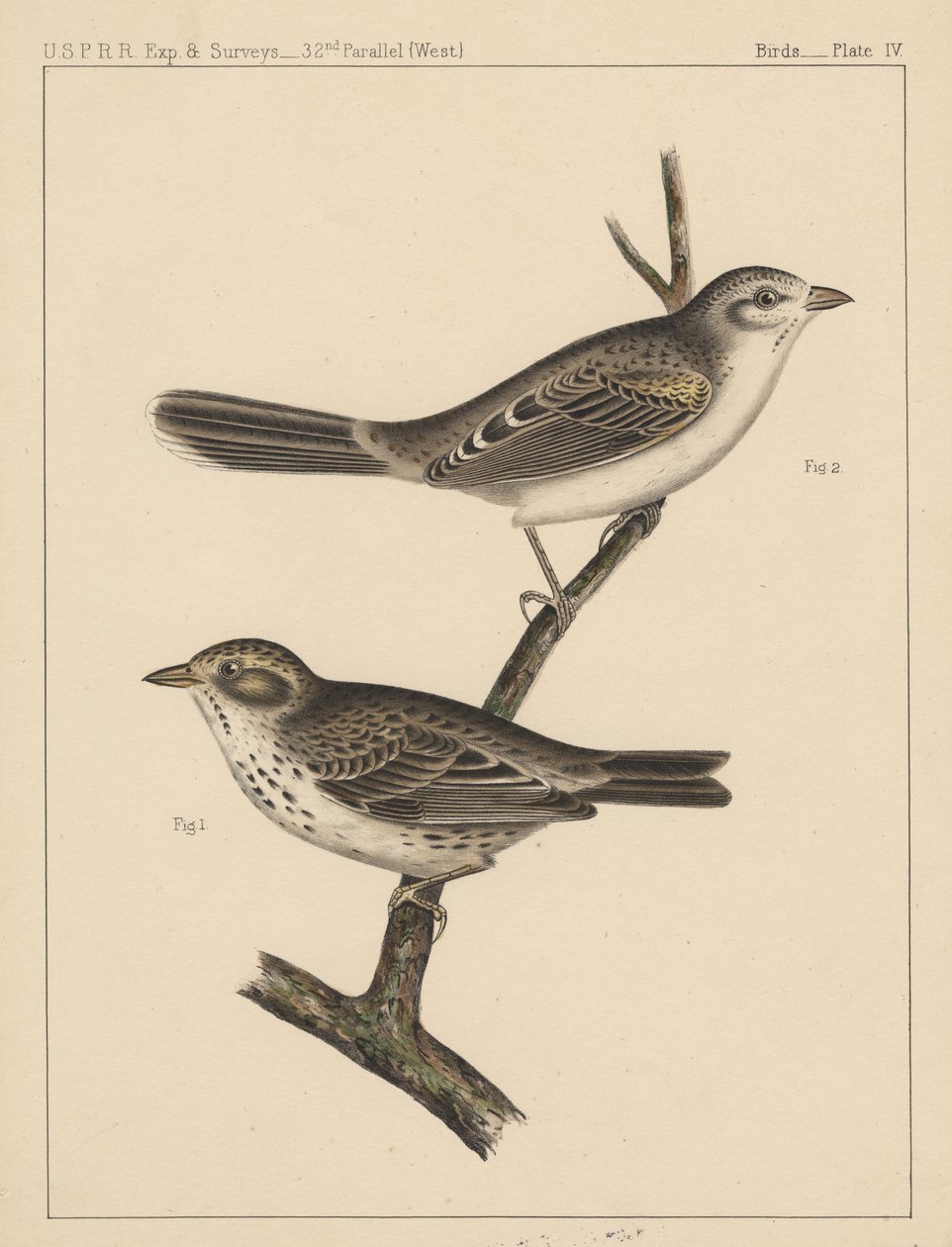 Aves, lámina IV, 1855 de American School