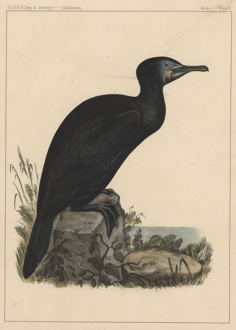 Aves, lámina X, 1855 de American School