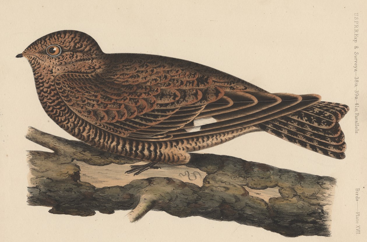 Aves, Placa XVII, 1855 de American School