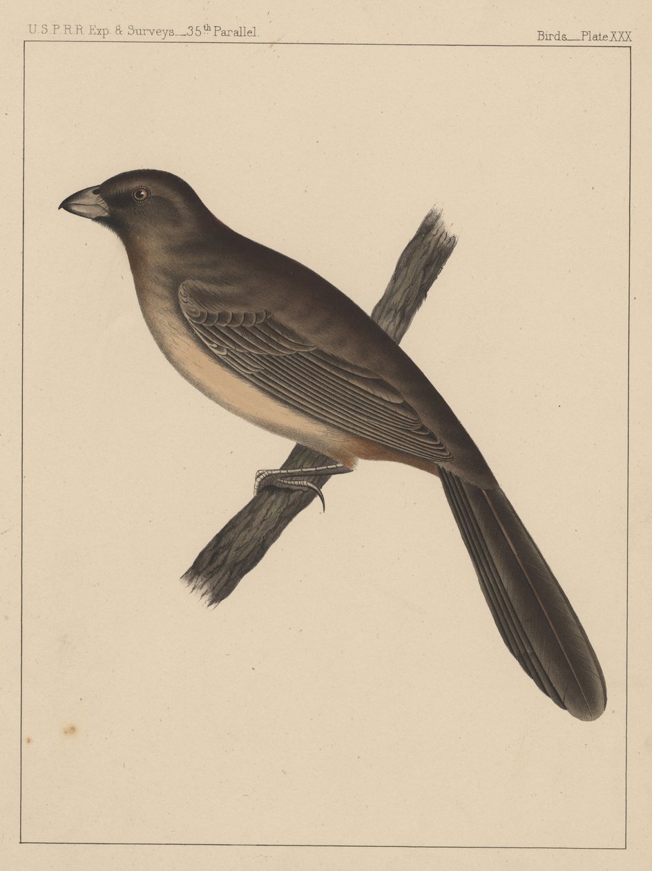 Aves, Placa XXX, 1855 de American School