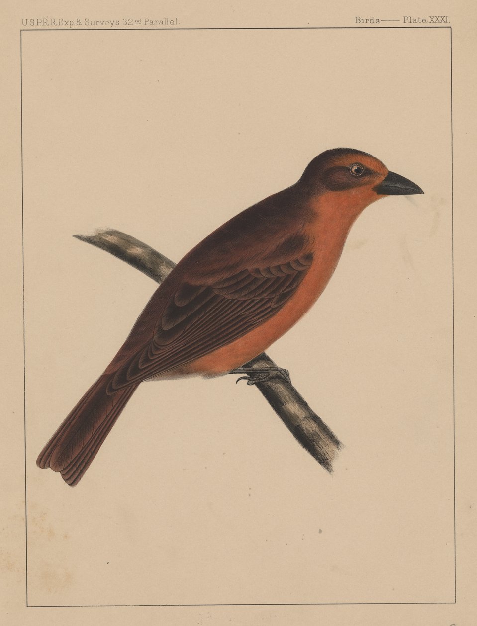 Aves, Placa XXXI, 1855 de American School