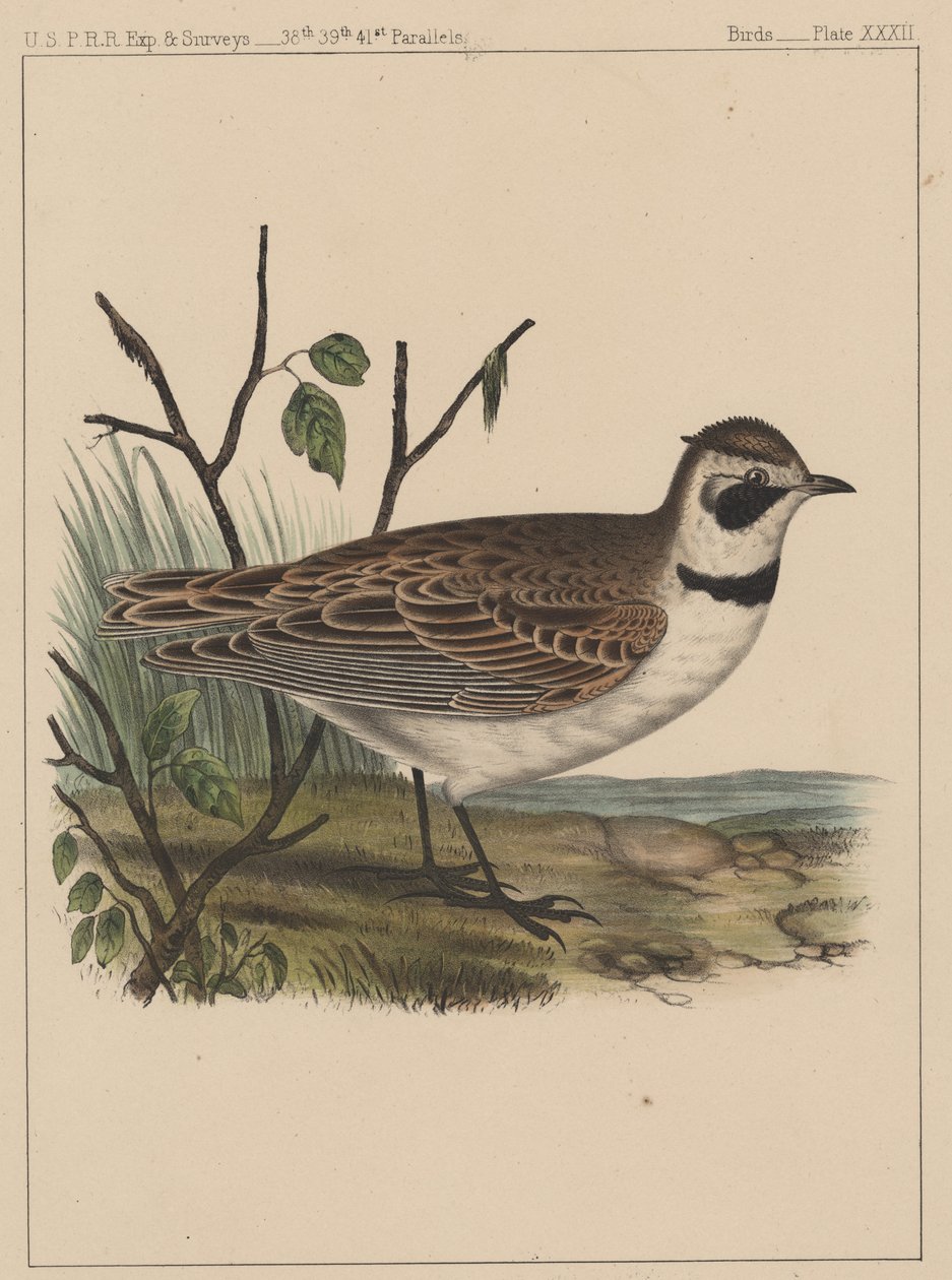 Aves, Placa XXXII, 1855 de American School