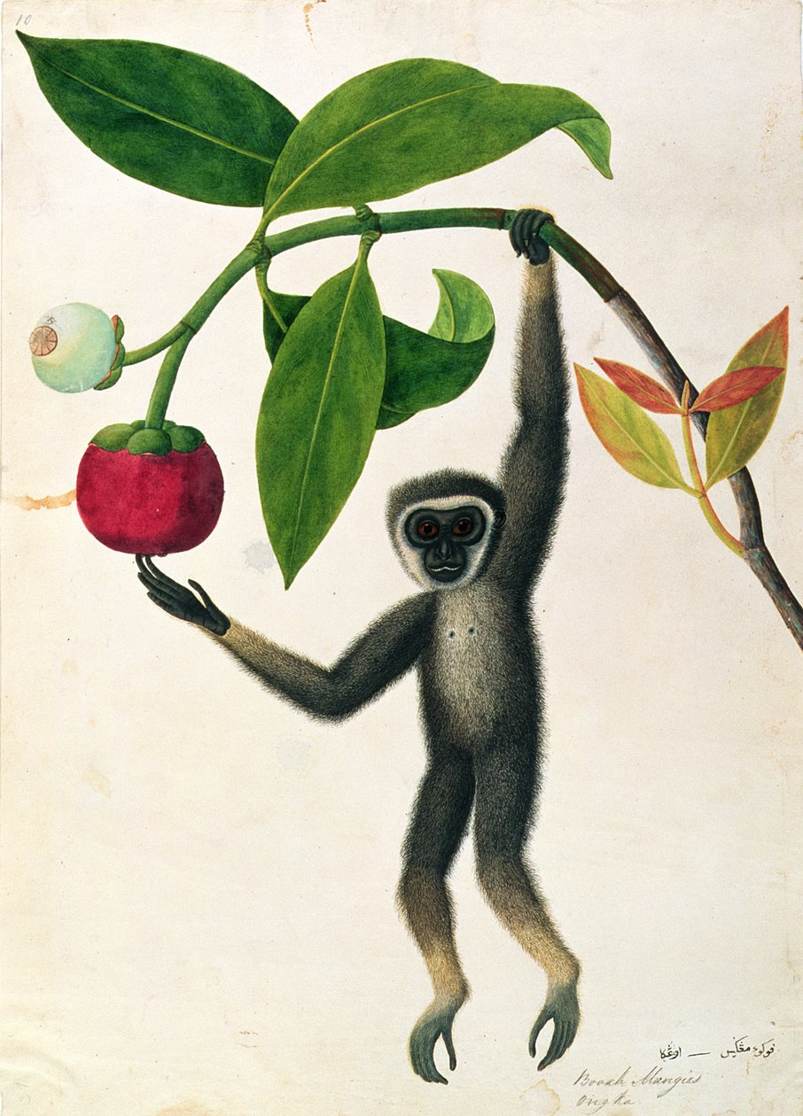 Gibón Ágil o Gibón de Manos Negras, de Dibujos de Animales, Insectos y Reptiles de Malaca, c.1805-18 de Chinese School