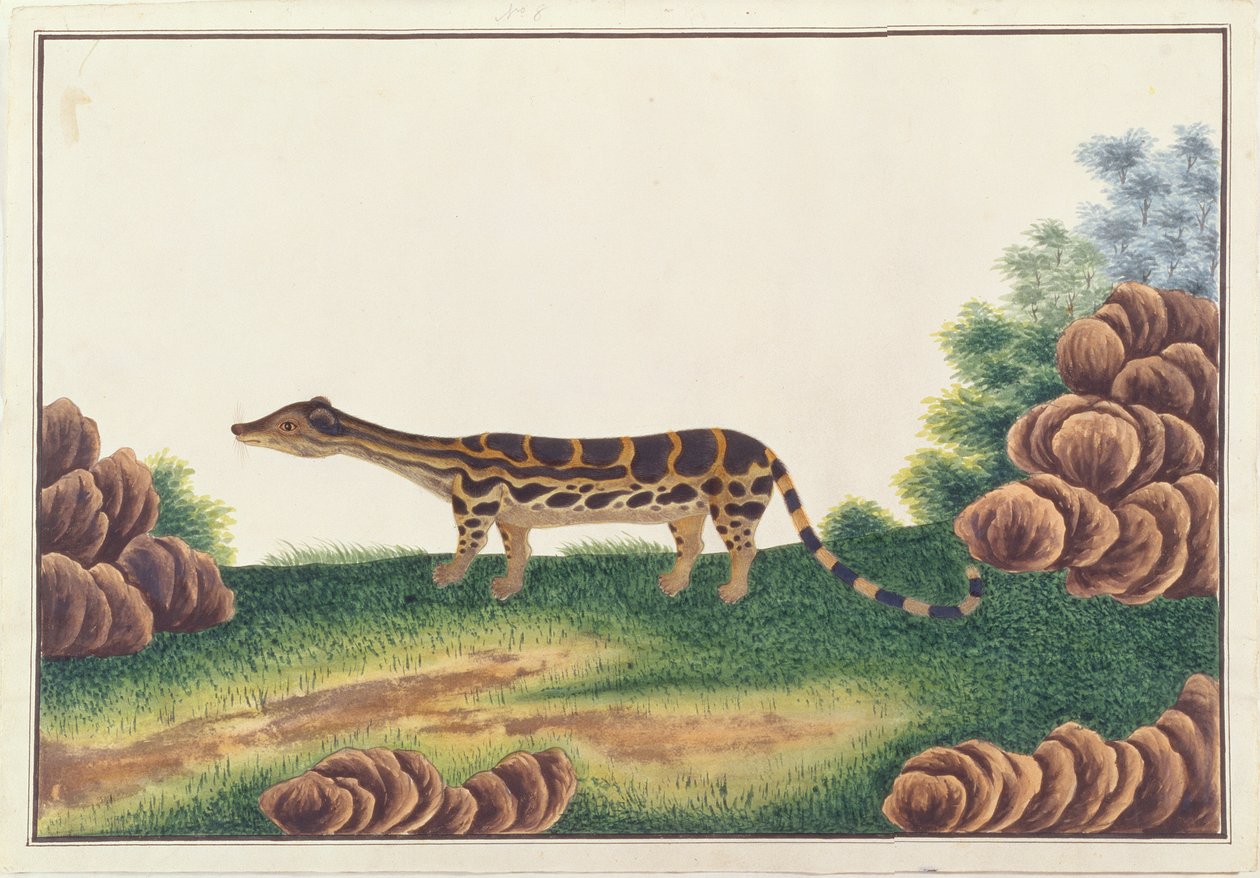 Linsang rayado, de Dibujos de Animales, Insectos y Reptiles de Malaca, c.1805-18 de Chinese School