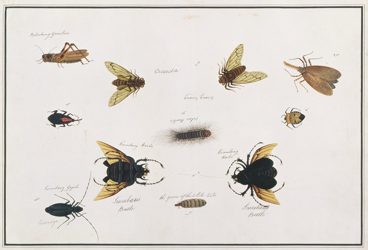 Bilalang Gambur, Cigarra, Koombang Kerbo, Koombang Gajah, Escarabajo Scaraboeus, Ucanucang, de Dibujos de Animales, Insectos y Reptiles de Malaca, c.1805-18 de Chinese School