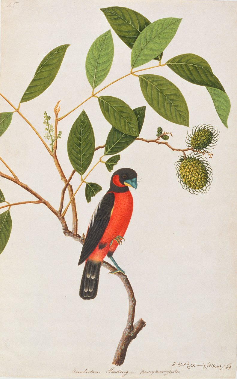 Eurylaimus de pico negro y rojo, de Dibujos de Aves de Malaca, c.1805-18 de Chinese School