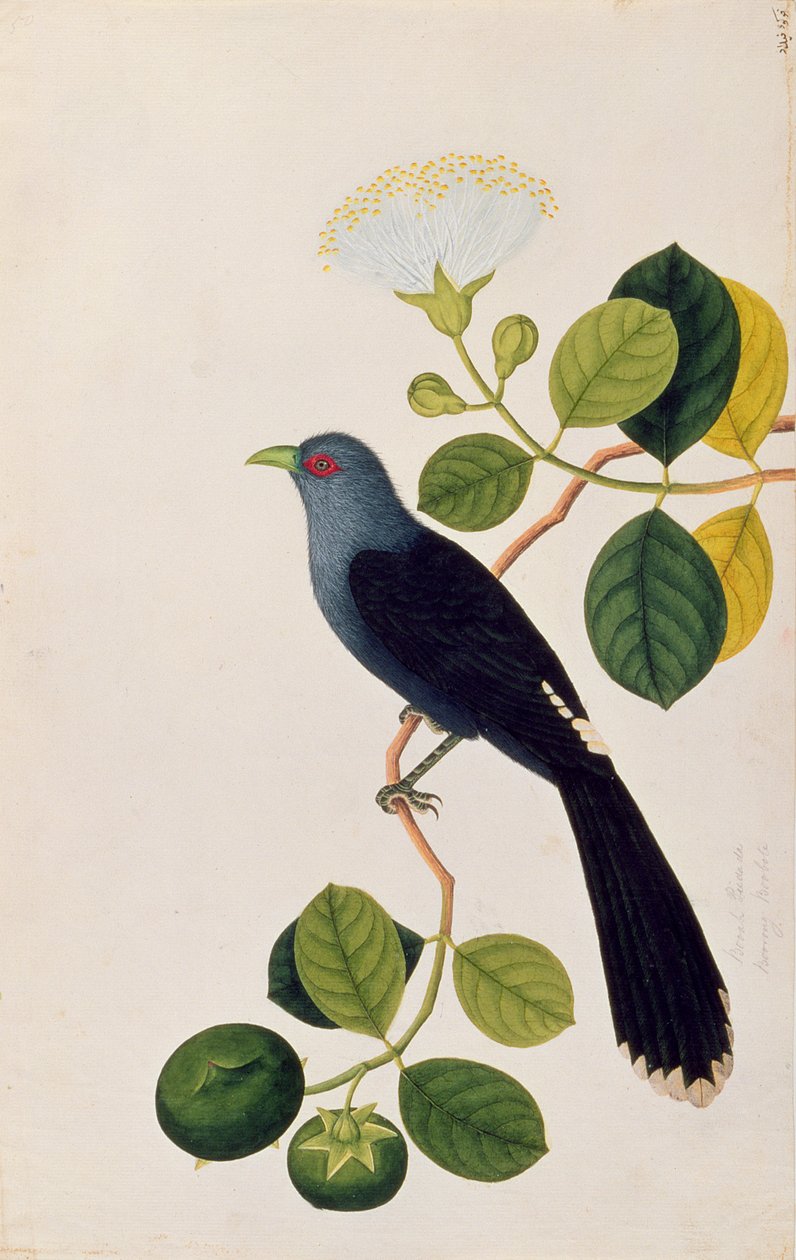 Booah Piedada, Boorong Boobote, de Dibujos de aves de Malaca, c.1805-18 de Chinese School