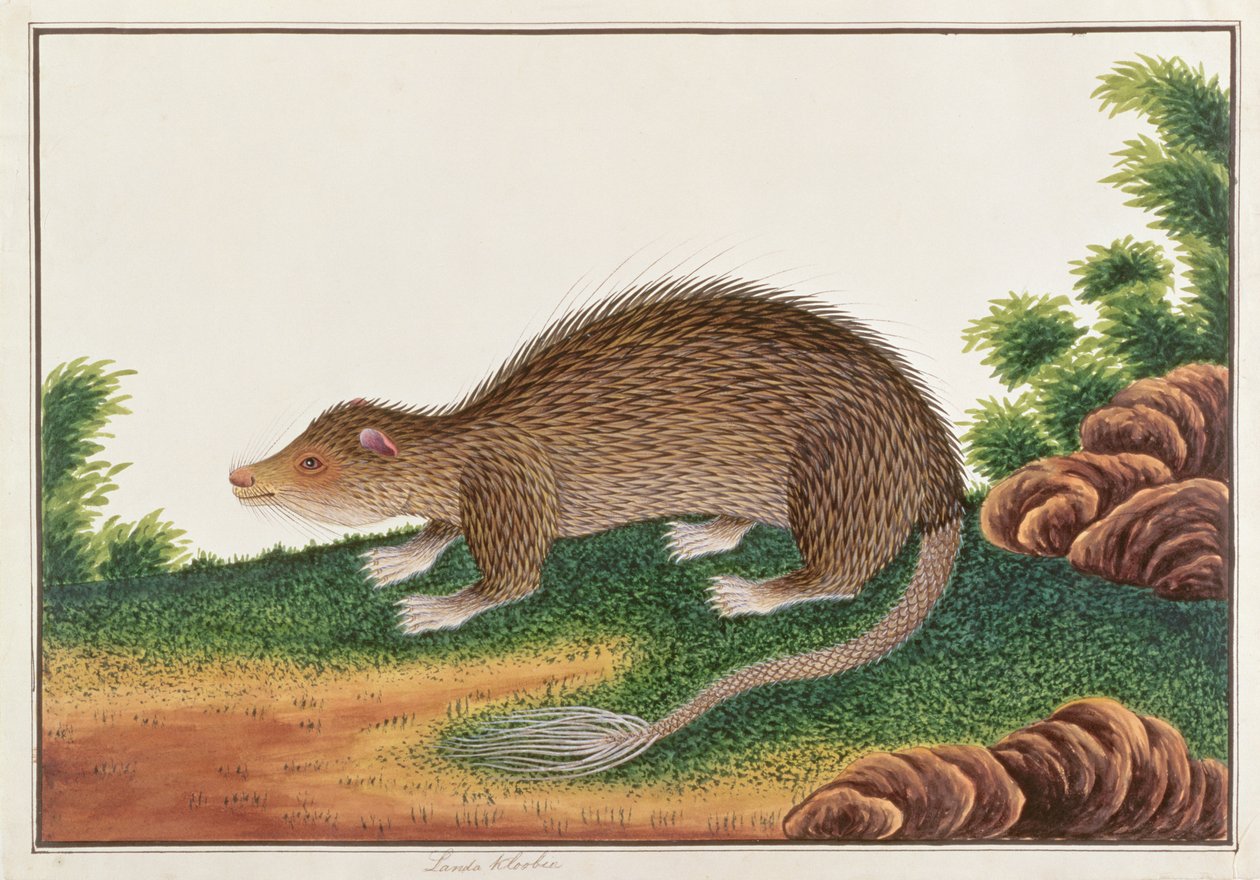 Puercoespín de Cola Cepillo, de Dibujos de Animales, Insectos y Reptiles de Malaca, c.1805-18 de Chinese School