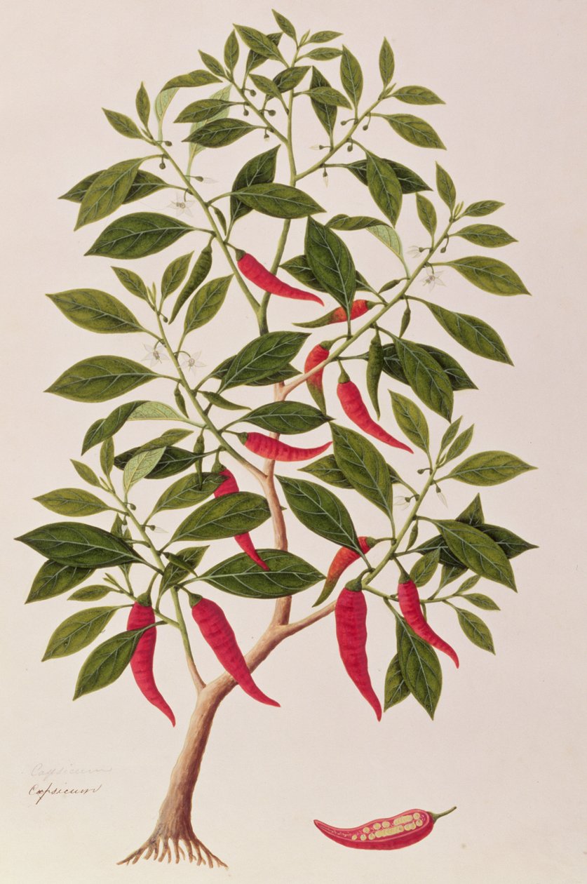 Chilly o Capsicum, Dibujos de Plantas de Malaca, c.1805-18 de Chinese School