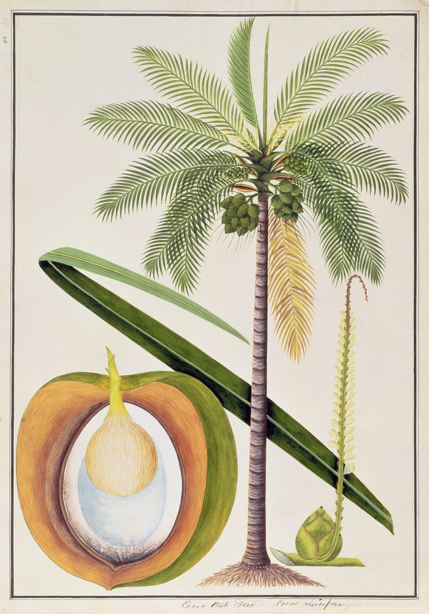 Árbol de Coco, de Dibujos de Plantas de Malaca, c.1805-18 de Chinese School