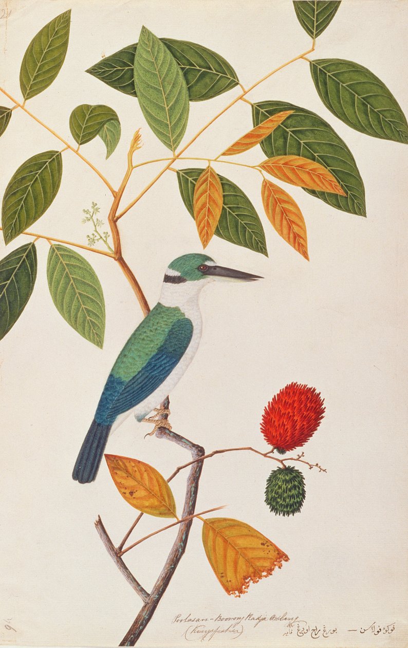 Martín pescador collarejo, de Dibujos de aves de Malaca, c.1805-18 de Chinese School