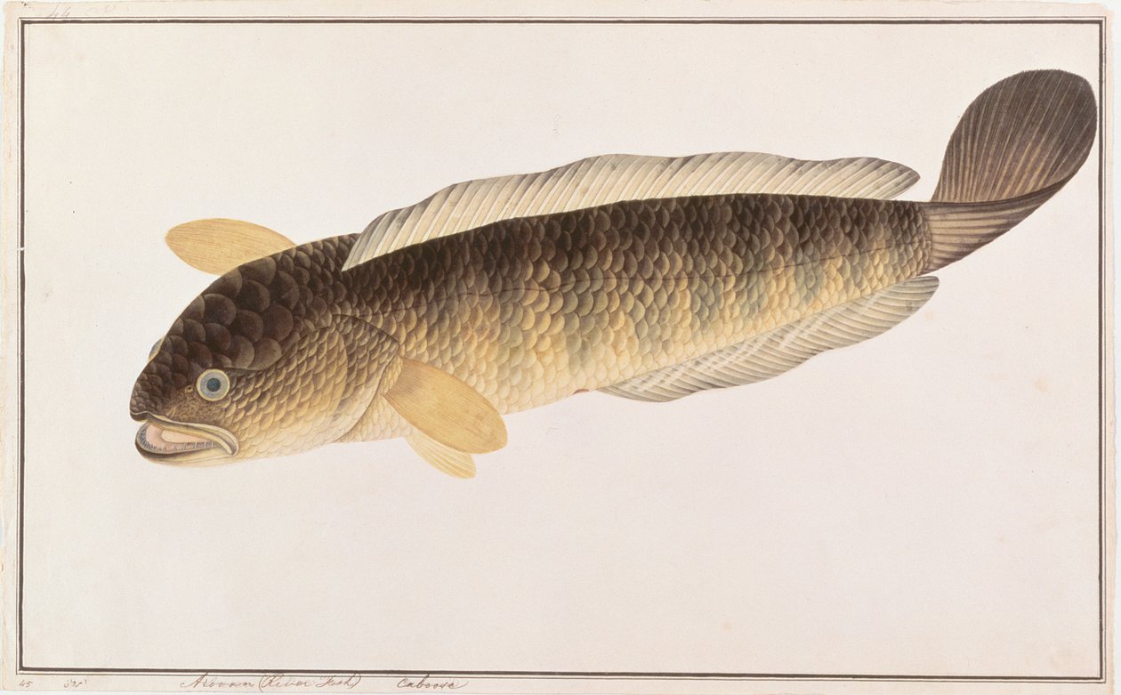 Cabeza de serpiente común, de Dibujos de peces de Malaca, c.1805-18 de Chinese School
