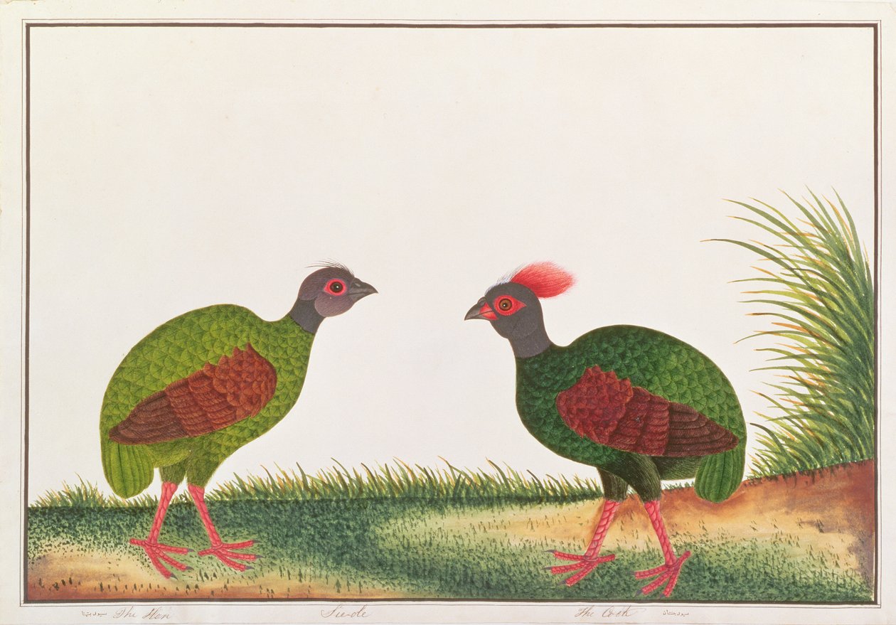 Perdiz crestada, gallina y gallo, de Dibujos de Aves de Malaca, c.1805-18 de Chinese School