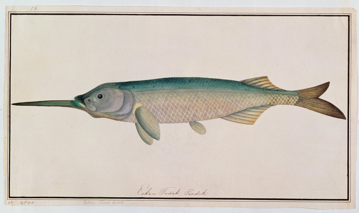 Eekan Todah Pindik, de Dibujos de peces de Malaca, c.1805-18 de Chinese School
