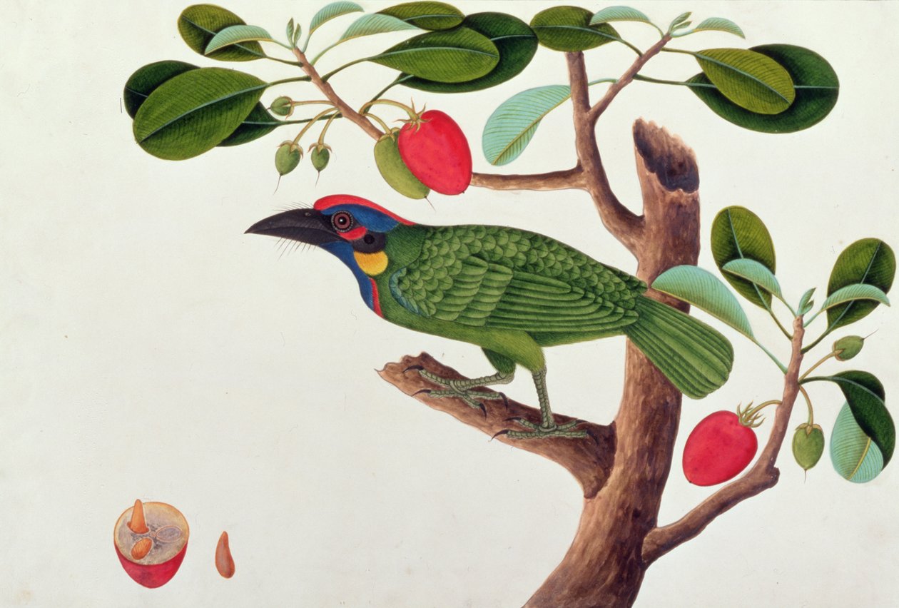 Ave Exótica, de Dibujos de Aves de Malaca, c.1805-18 de Chinese School