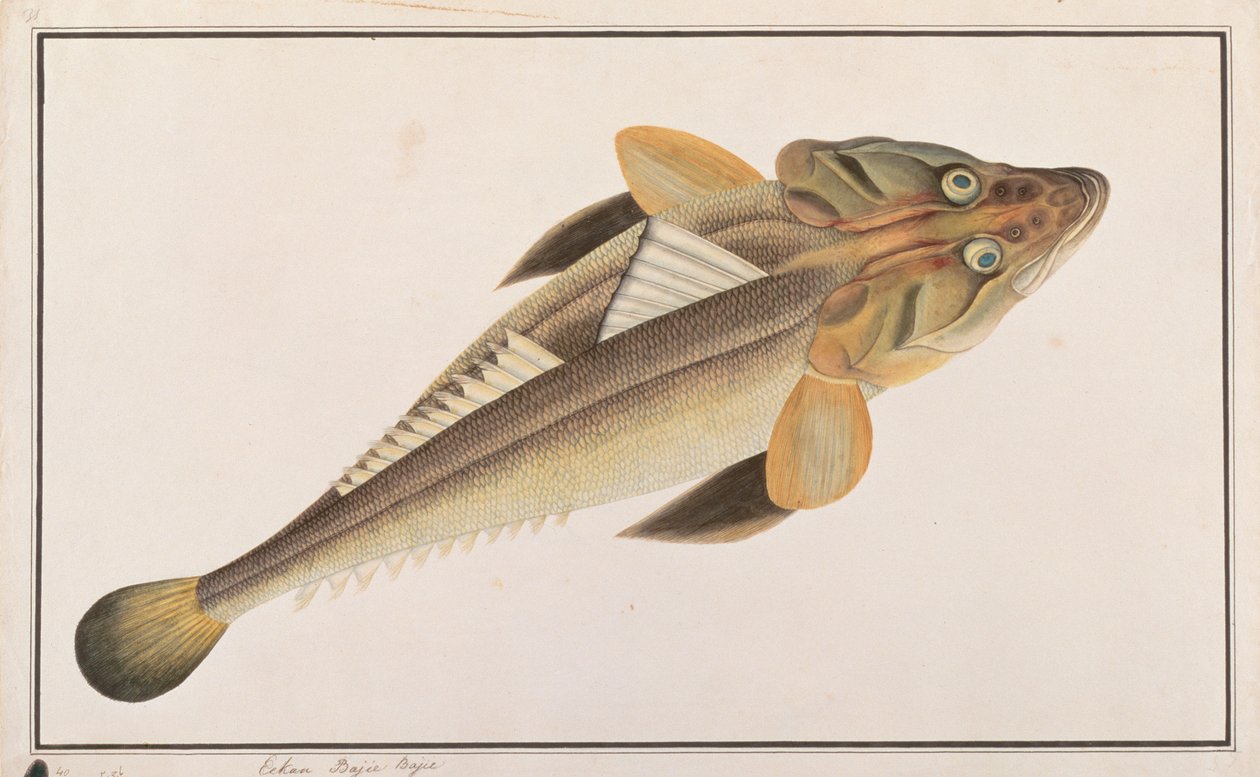 Pez Cabeza Plana, de Dibujos de Peces de Malaca, c.1805-18 de Chinese School