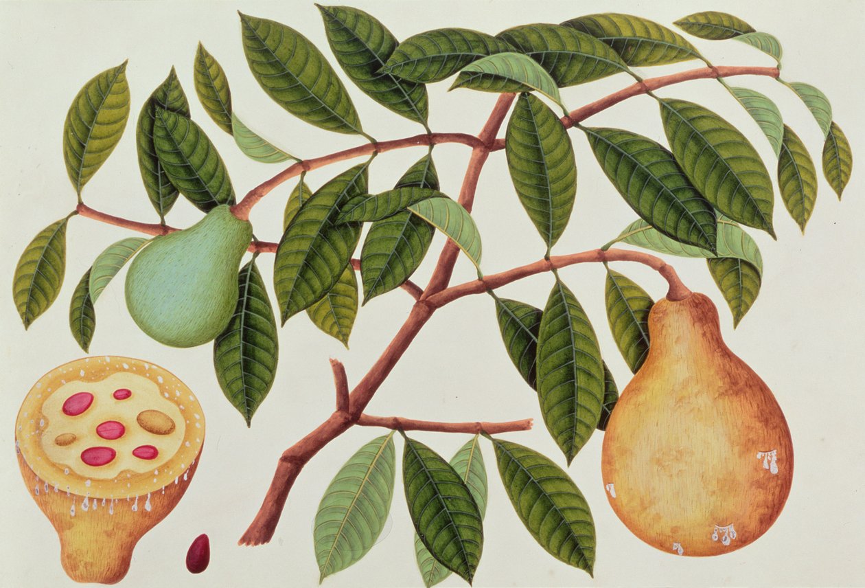 Fruta, de Dibujos de Plantas de Malaca, c.1805-18 de Chinese School
