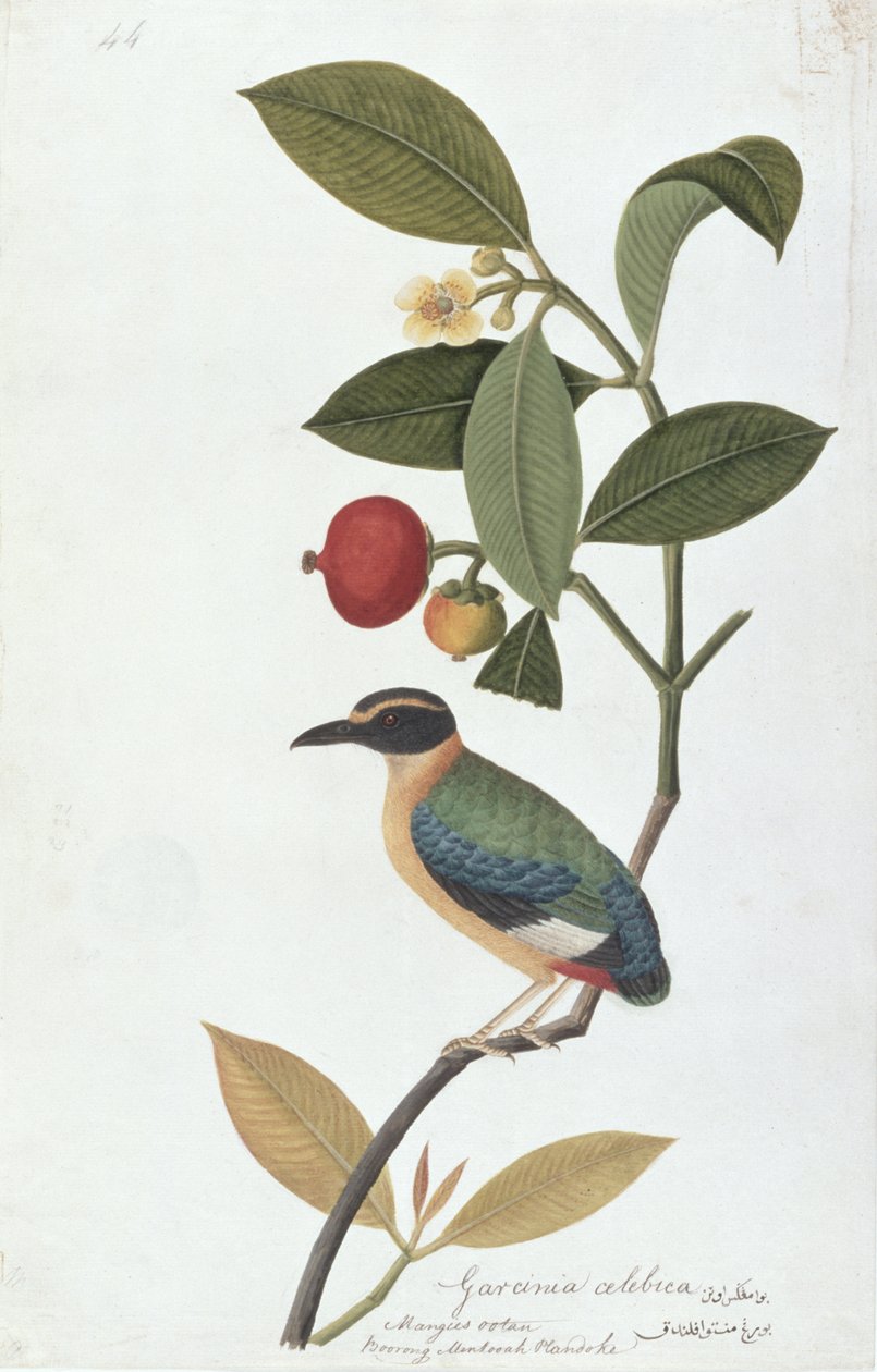 Garcinia celebica, Mangies ootan, Bourong Mentooah Plandoka, de Dibujos de Aves de Malaca, c.1805-18 de Chinese School
